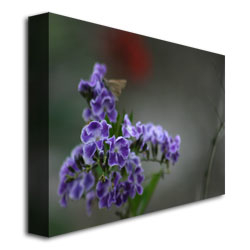 Patty Tuggle 'Purple Flowers & Moth' Canvas Wall Art 35 X 47