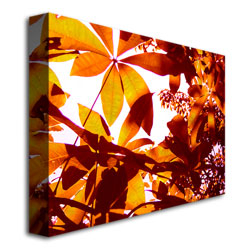 Amy Vangsgard 'Light Coming Through Tree Leaves' Canvas Wall Art 35 X 47
