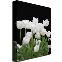 Kathie McCurdy 'White Tulips' Canvas Wall Art 35 X 47