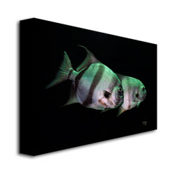 Lois Bryan 'Fish In The Dark' Canvas Wall Art 35 X 47