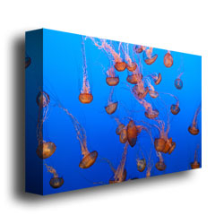 Ariane Moshayedi 'Color Jellyfish' Canvas Wall Art 35 X 47