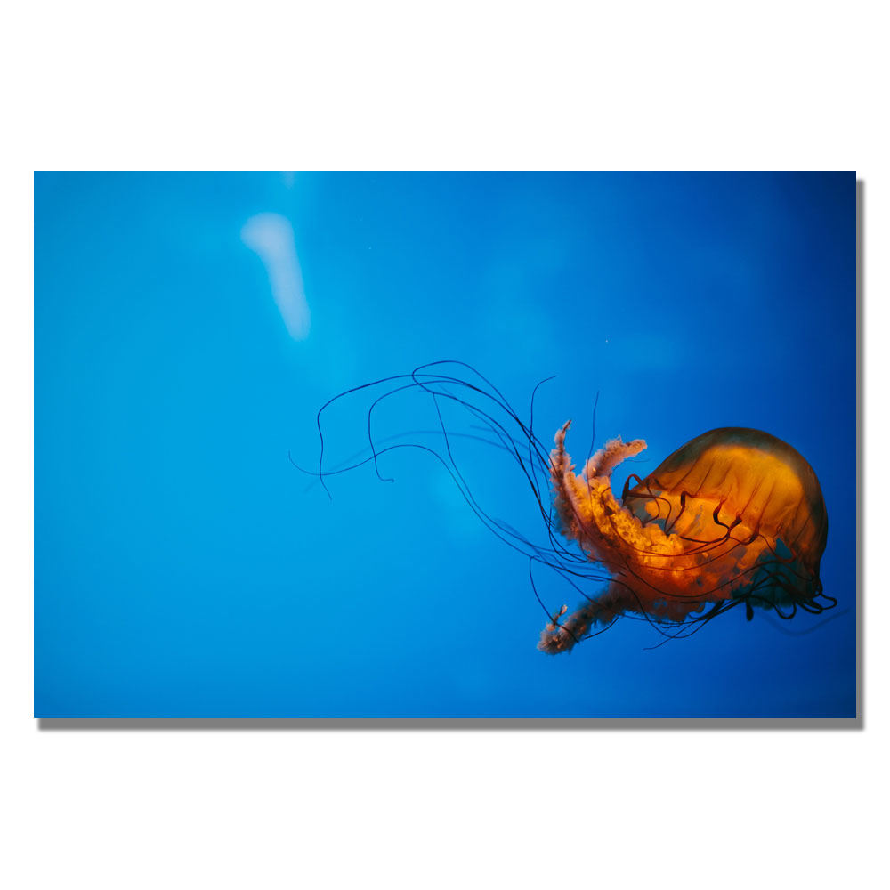 Ariane Moshayedi 'Single Jellyfish' Canvas Wall Art 35 X 47