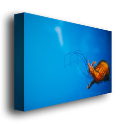 Ariane Moshayedi 'Single Jellyfish' Canvas Wall Art 35 X 47