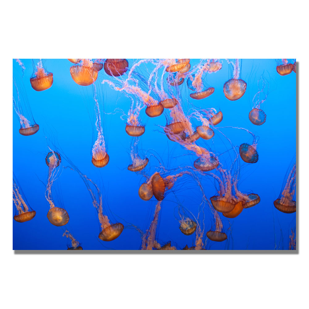 Ariane Moshayedi 'Jellyfish IV' Canvas Wall Art 35 X 47