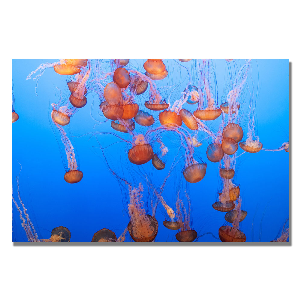 Ariane Moshayedi 'Jellyfish III' Canvas Wall Art 35 X 47