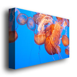 Ariane Moshayedi 'Jellyfish Close' Canvas Wall Art 35 X 47