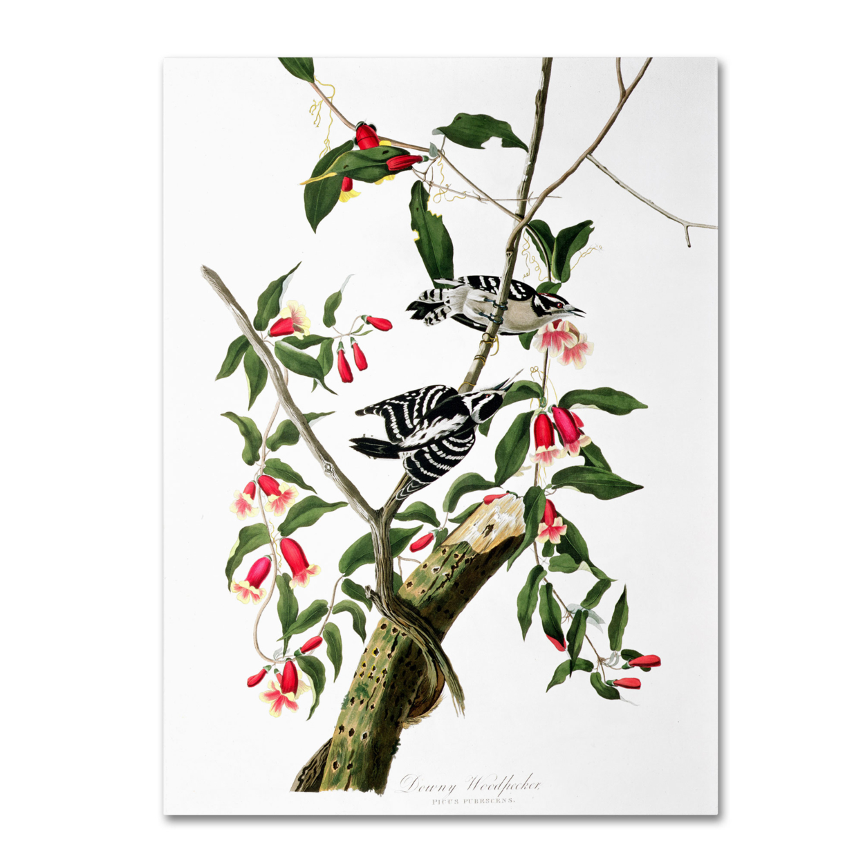 John James Audubon 'Downy Woodpecker' Canvas Wall Art 35 X 47 Inches