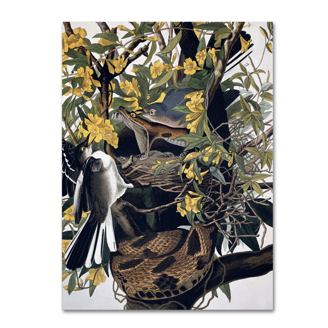 John James Audubon 'Mocking Birds And Snake' Canvas Wall Art 35 X 47 Inches
