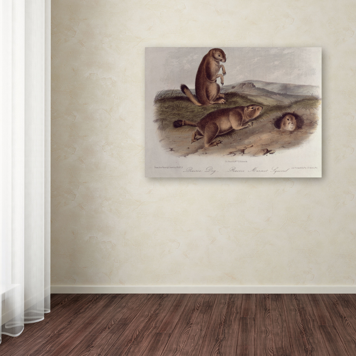 John James Audubon 'Prairie Dog' Canvas Wall Art 35 X 47 Inches