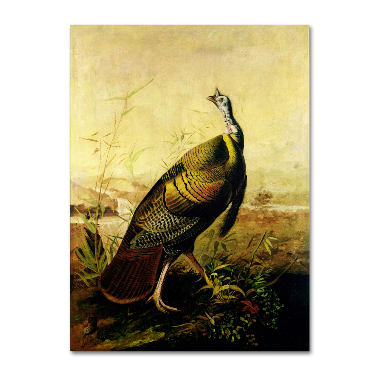 John James Audubon 'American Wild Turkey Cock' Canvas Wall Art 35 X 47 Inches