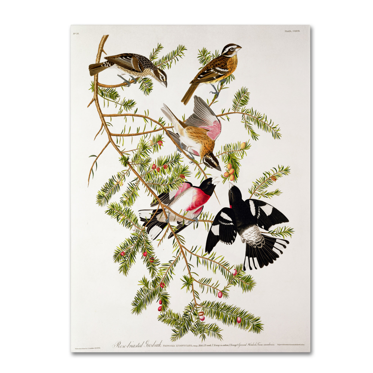 John James Audubon 'Rose-Breasted Grosbeak' Canvas Wall Art 35 X 47 Inches