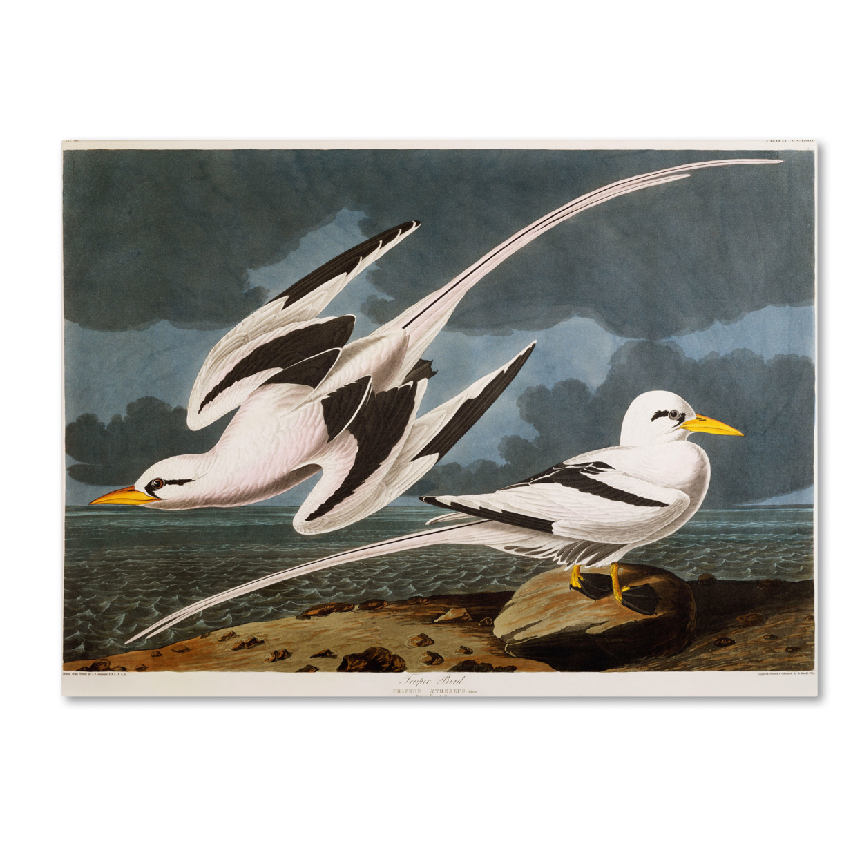 John James Audubon 'Tropic Bird' Canvas Wall Art 35 X 47 Inches