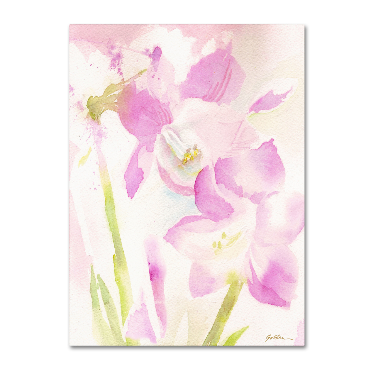 Sheila Golden 'Amaryllis Blossoming' Canvas Wall Art 35 X 47 Inches