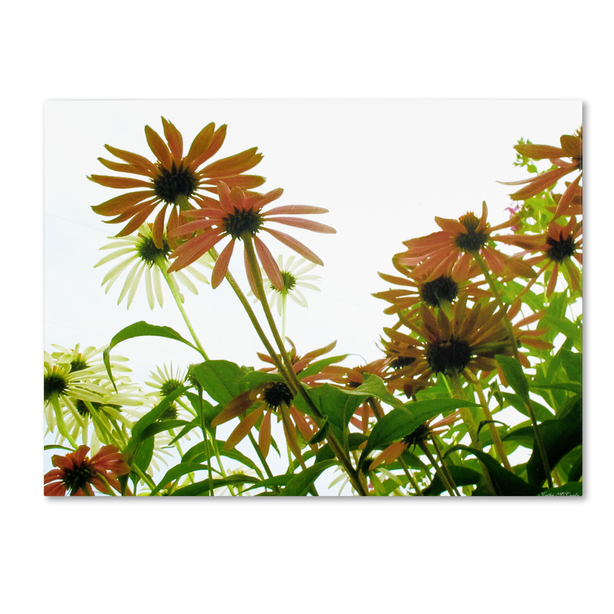 Kathie McCurdy 'Orange Coneflowers' Canvas Wall Art 35 X 47 Inches