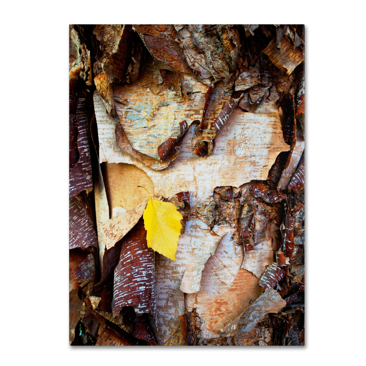 Kurt Shaffer 'Birch Leaf' Canvas Wall Art 35 X 47 Inches