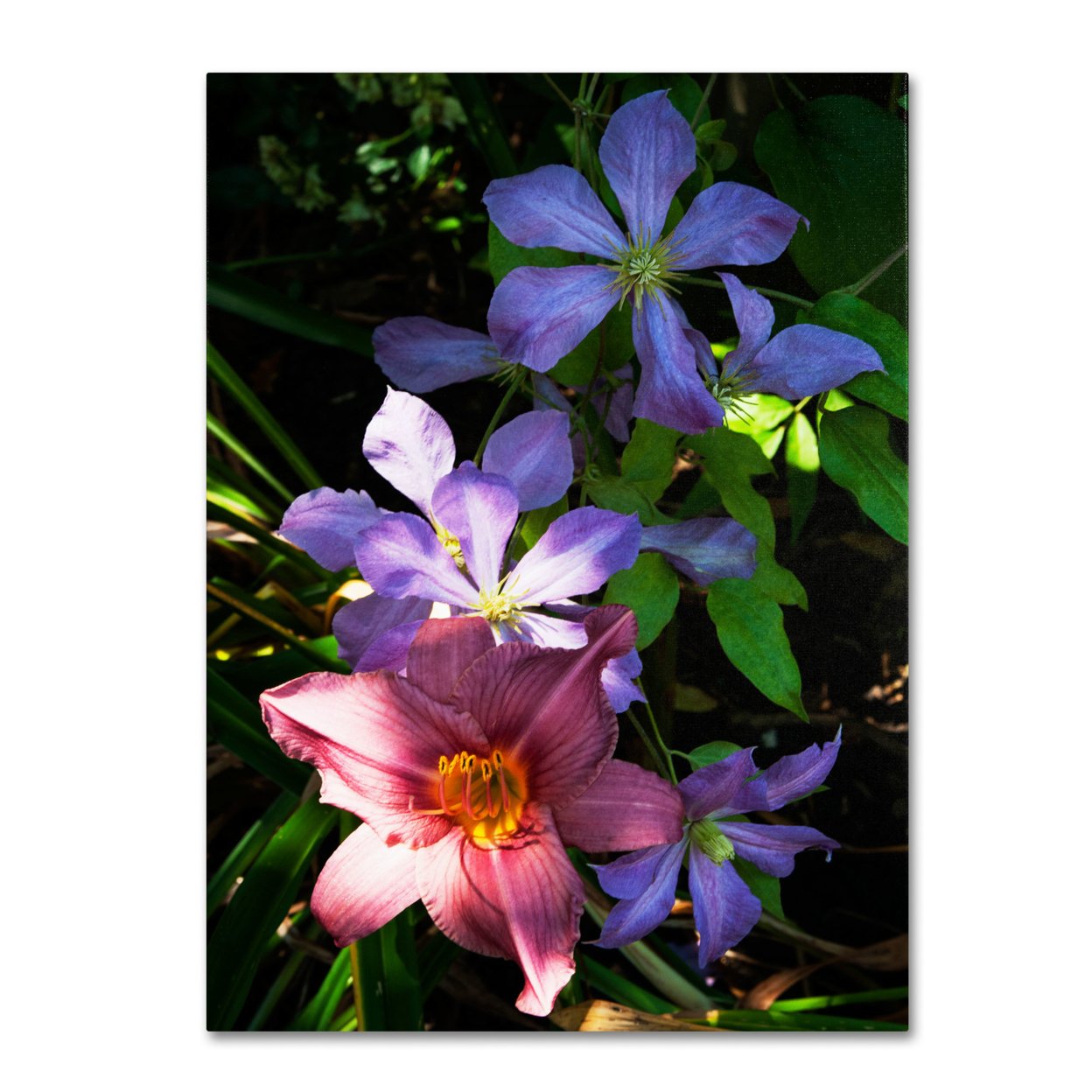 Kurt Shaffer 'Clematis And Lily' Canvas Wall Art 35 X 47 Inches