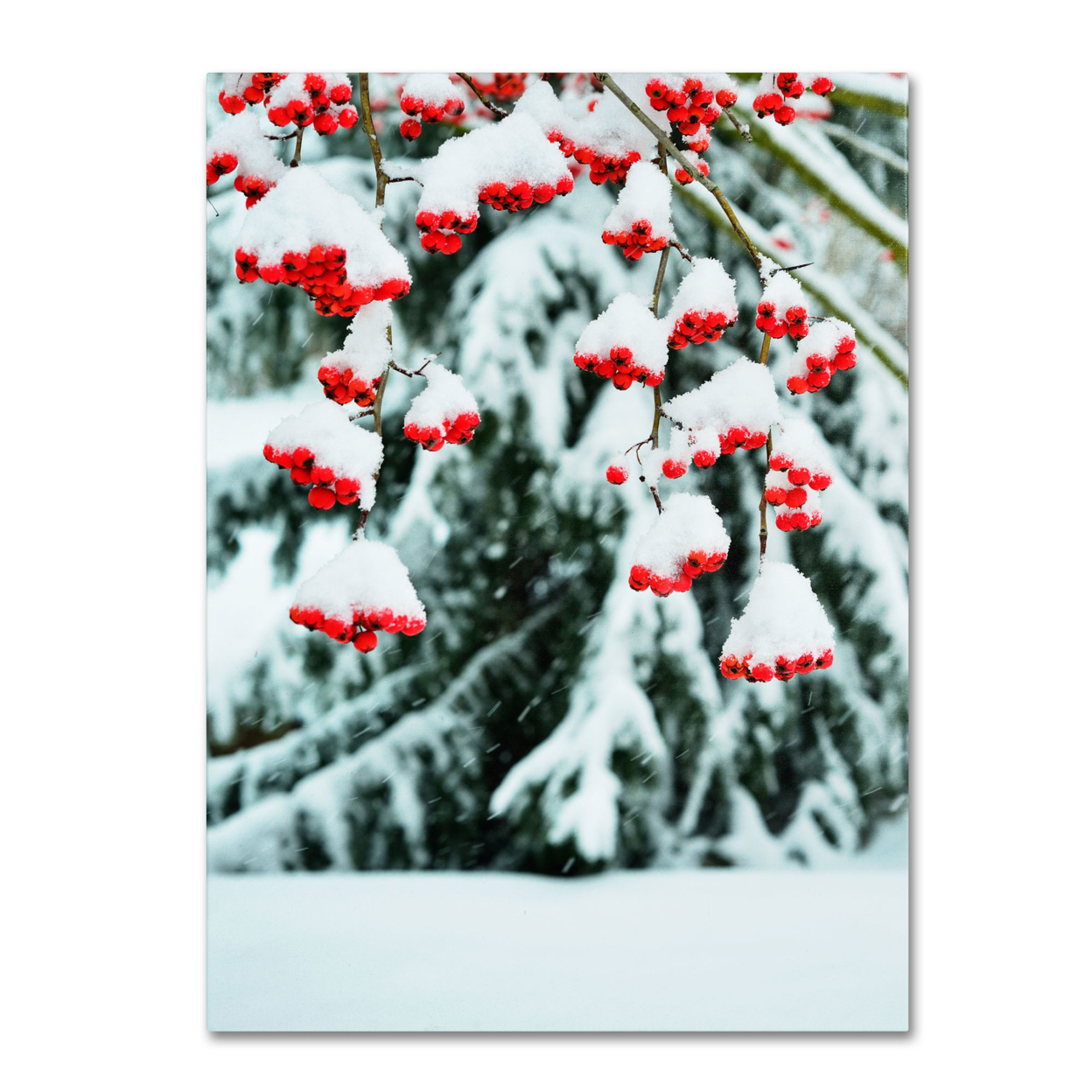 Kurt Shaffer 'Winter Berries And Pine' Canvas Wall Art 35 X 47 Inches