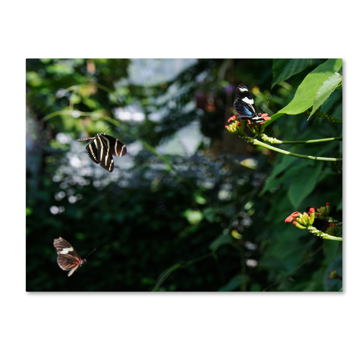 Kurt Shaffer 'Butterflies In Flight' Canvas Wall Art 35 X 47 Inches