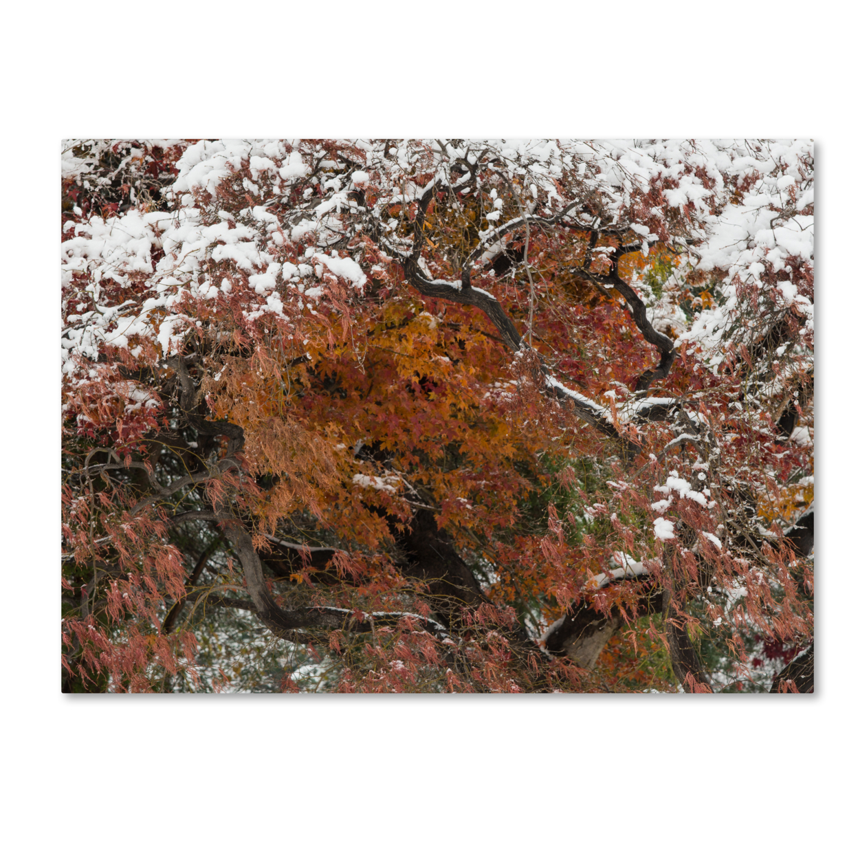 Kurt Shaffer 'Early Snow Fall' Canvas Wall Art 35 X 47 Inches