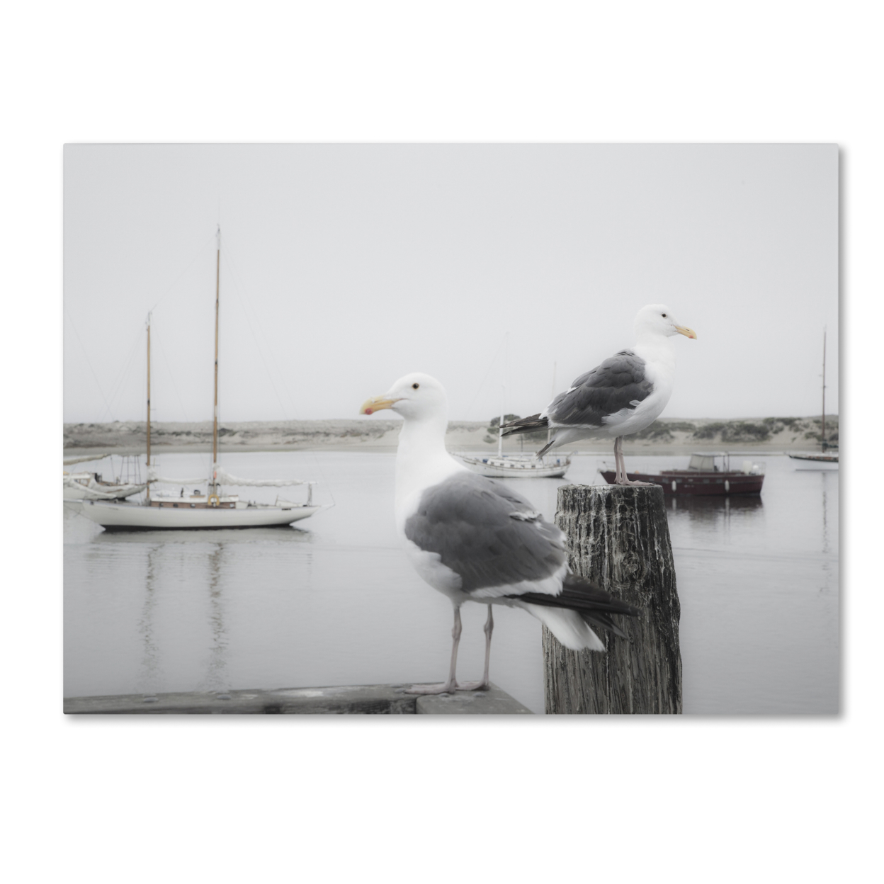 Moises Levy 'Two Seagulls & Boats' Canvas Wall Art 35 X 47 Inches