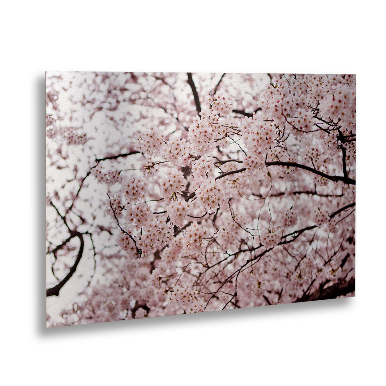 Ariane Moshayedi 'Cherry Blossoms' Floating Brushed Aluminum Art 16 X 22