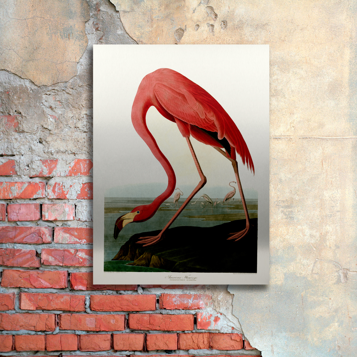 John James Audubon 'American Flamingo' Floating Brushed Aluminum Art 16 X 22