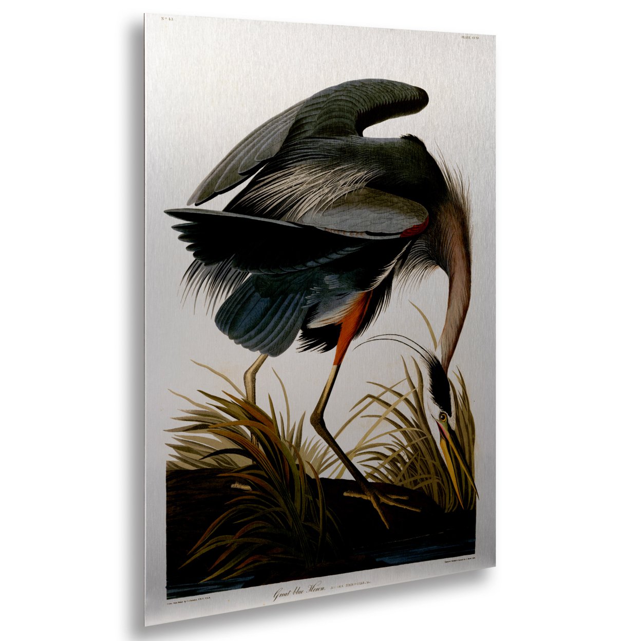 John James Audubon 'Great Blue Heron' Floating Brushed Aluminum Art 16 X 22