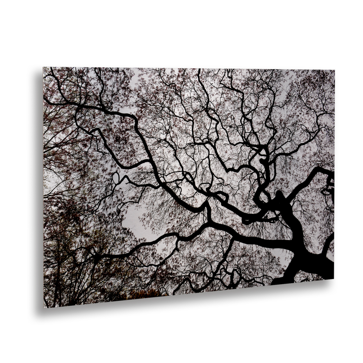 Kurt Shaffer 'Japanese Maple Abstract' Floating Brushed Aluminum Art 16 X 22