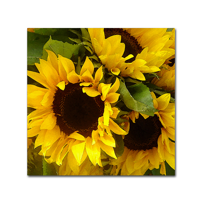 Amy Vangsgard 'Sunflowers' Huge Canvas Art 35 X 35