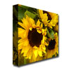 Amy Vangsgard 'Sunflowers' Huge Canvas Art 35 X 35