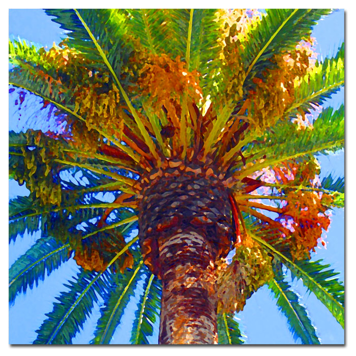 Palm Tree Looking Up By Amy Vangsgard- Ready To Hang!