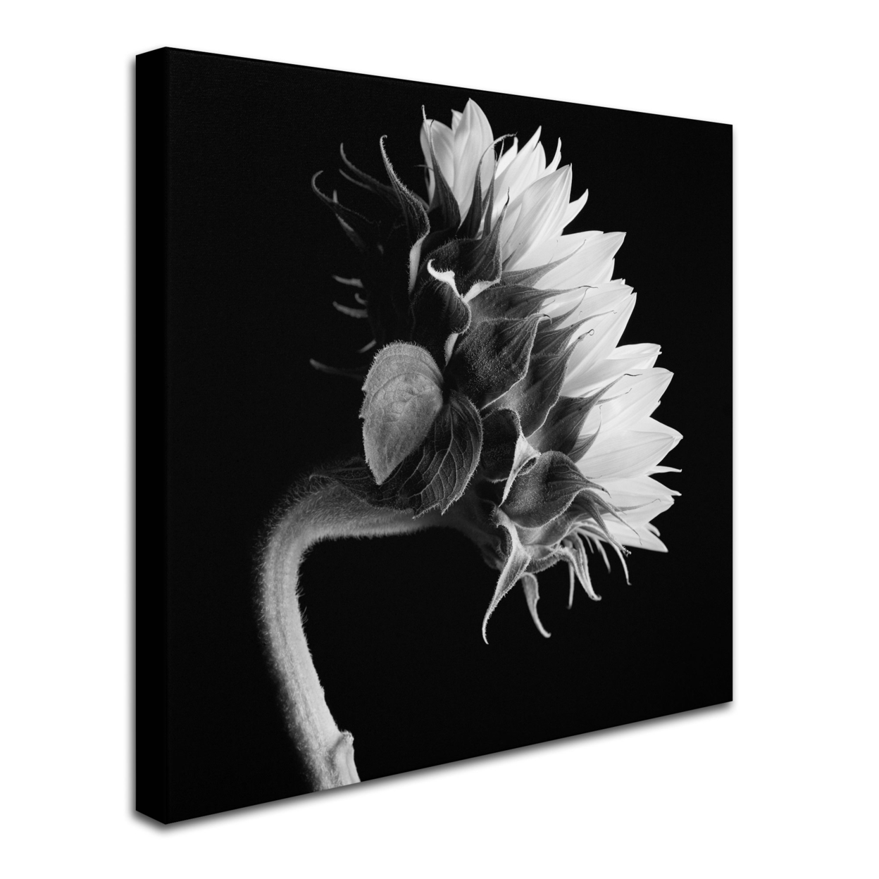Michael Harrison 'Sunflower' Huge Canvas Art 35 X 35