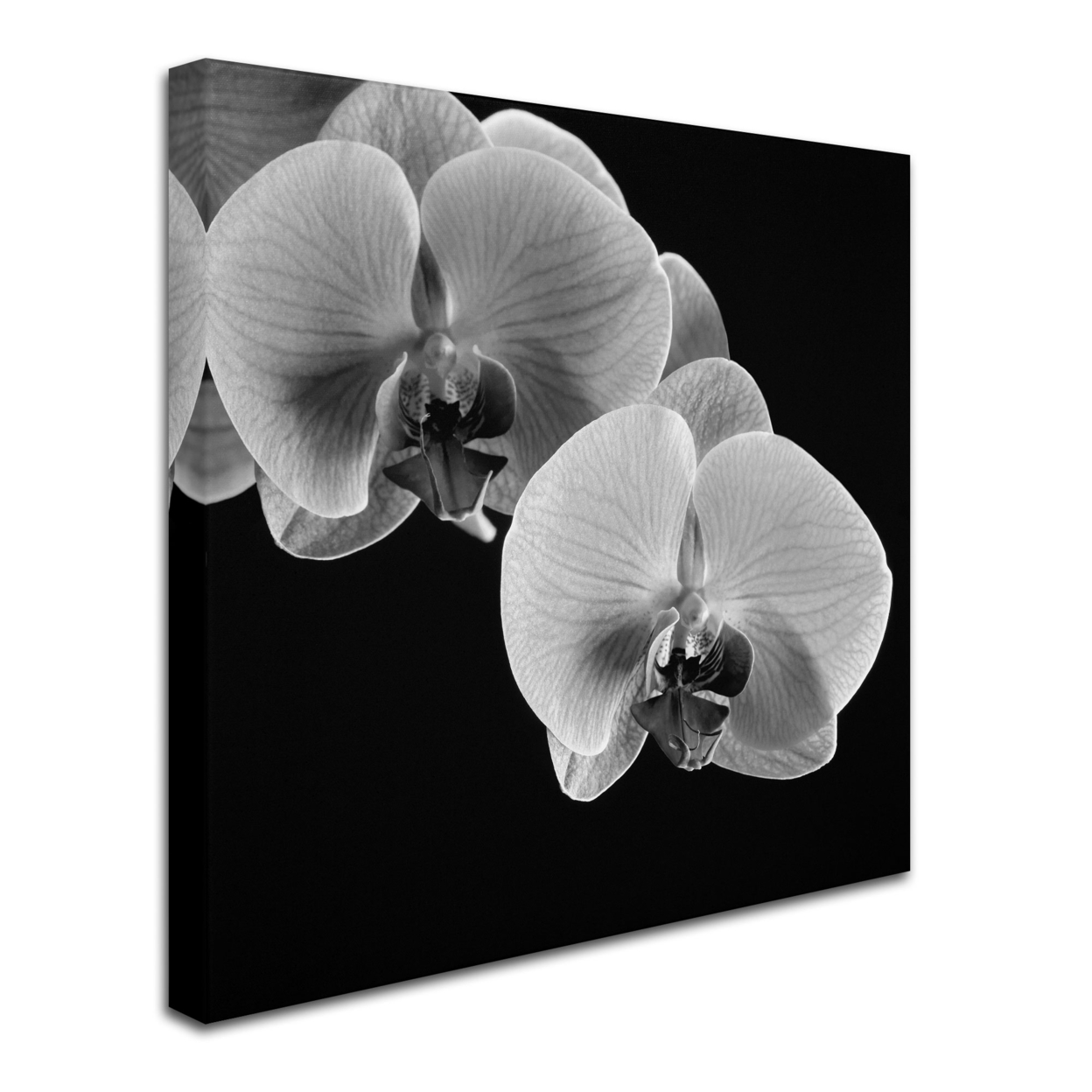 Michael Harrison 'Orchids' Huge Canvas Art 35 X 35