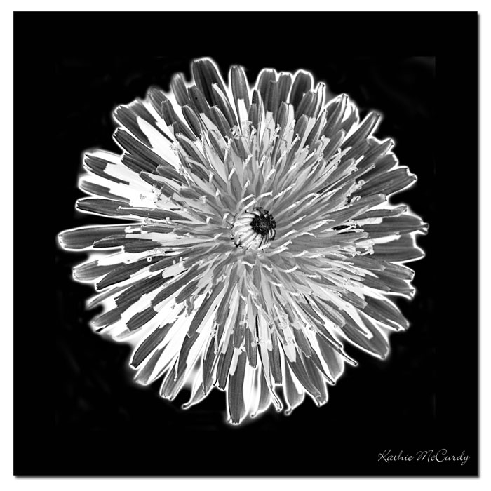 Kathie McCurdy 'Dandelion Black & White' Huge Canvas Art 35 X 35