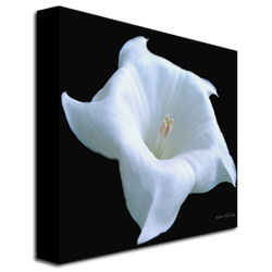 Kathie McCurdy, 'Moonflower Black And White' Huge Canvas Art 35 X 35