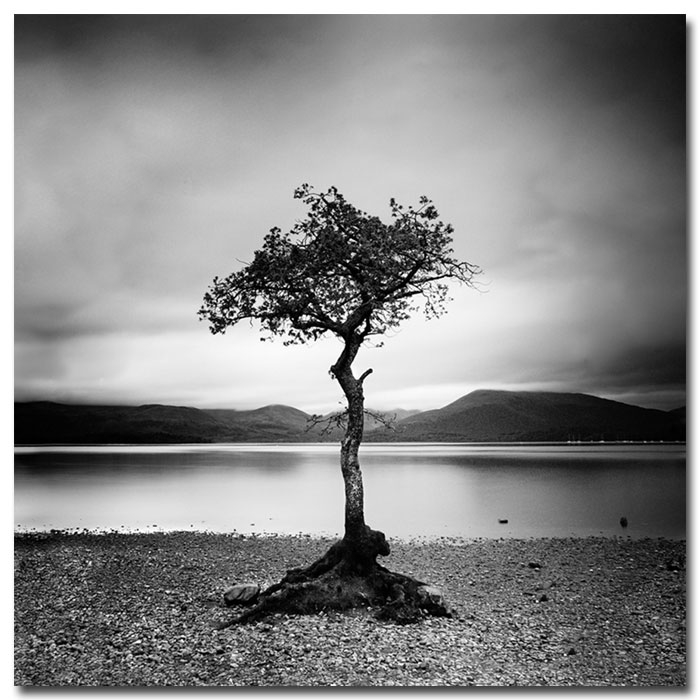 Nina Papiorek 'Scotland, Millaroch Tree' Canvas Ar