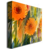 Sheila Golden 'Orange Wild Flowes' Huge Canvas Art 35 X 35