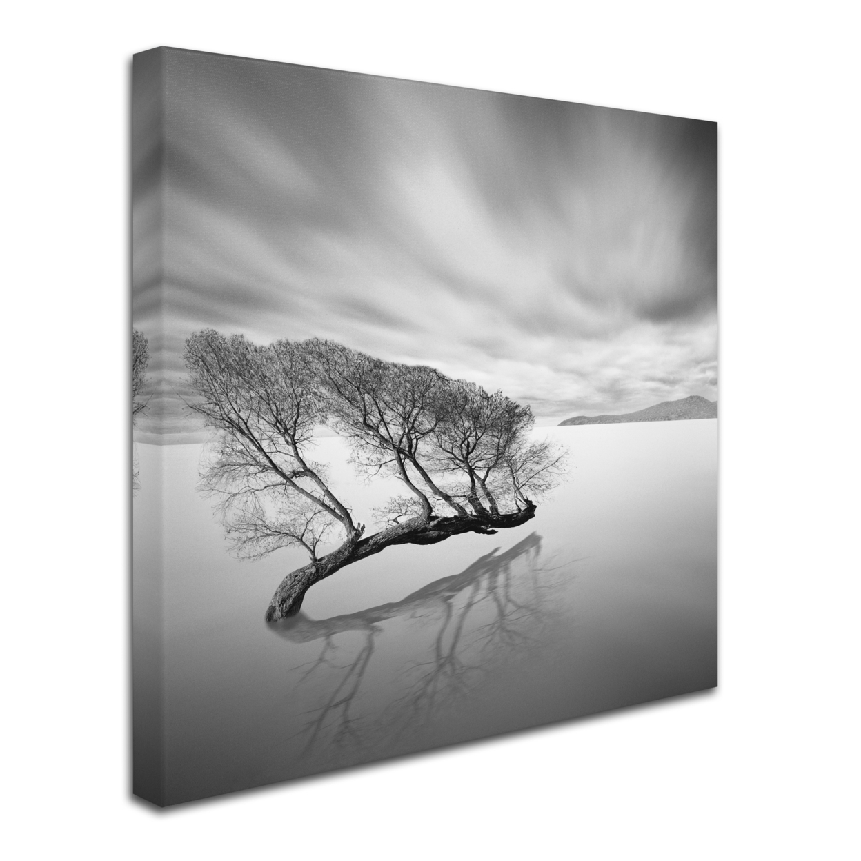Moises Levy 'Water Tree VII' Huge Canvas Art 35 X 35