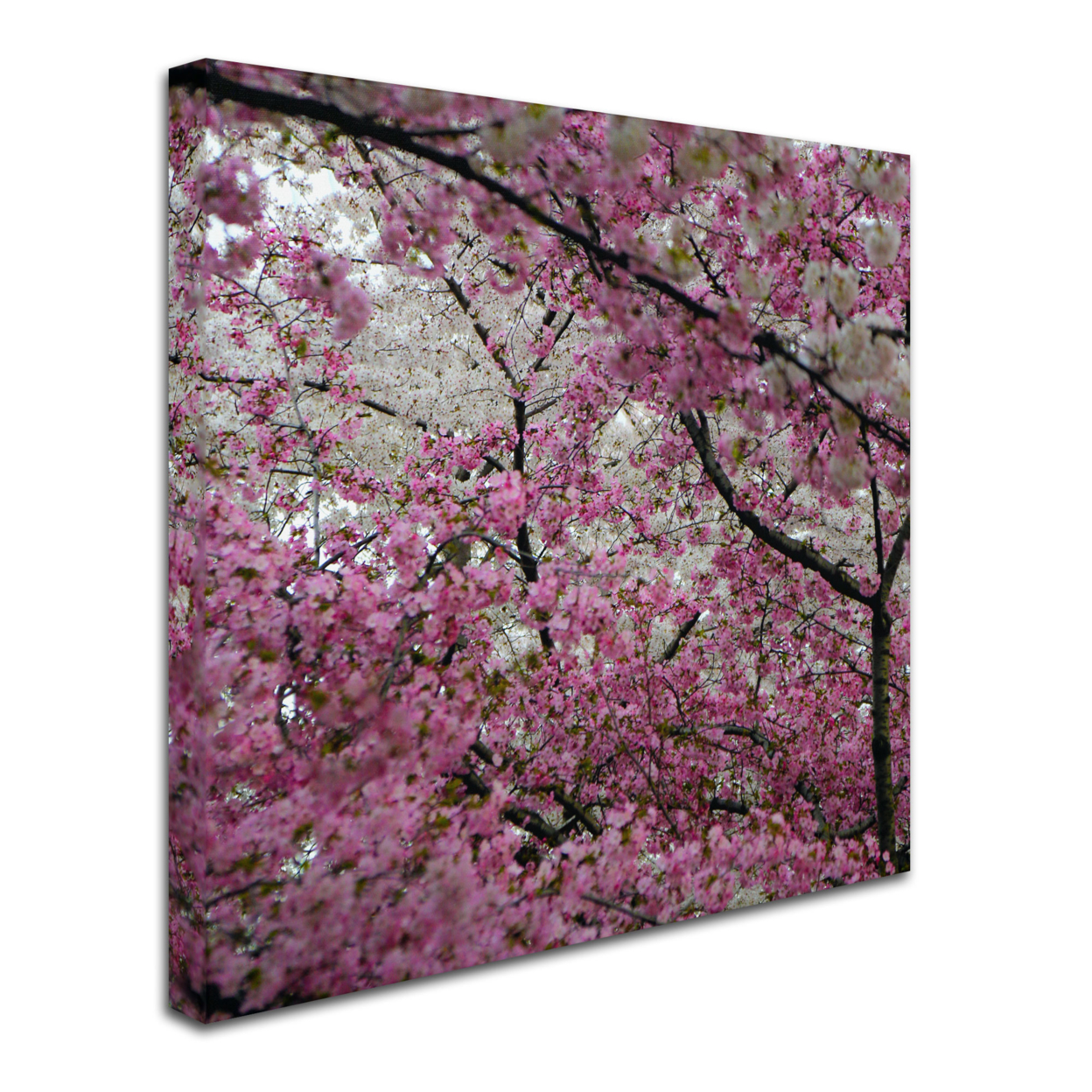 CATeyes 'Cherry Blossoms 2014-3' Huge Canvas Art 35 X 35