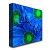 Amy Vangsgard 'Blue Gerber Daisies' Huge Canvas Art 35 X 35