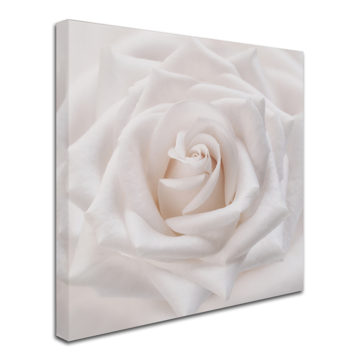 Cora Niele 'Soft White Rose' Huge Canvas Art 35 X 35