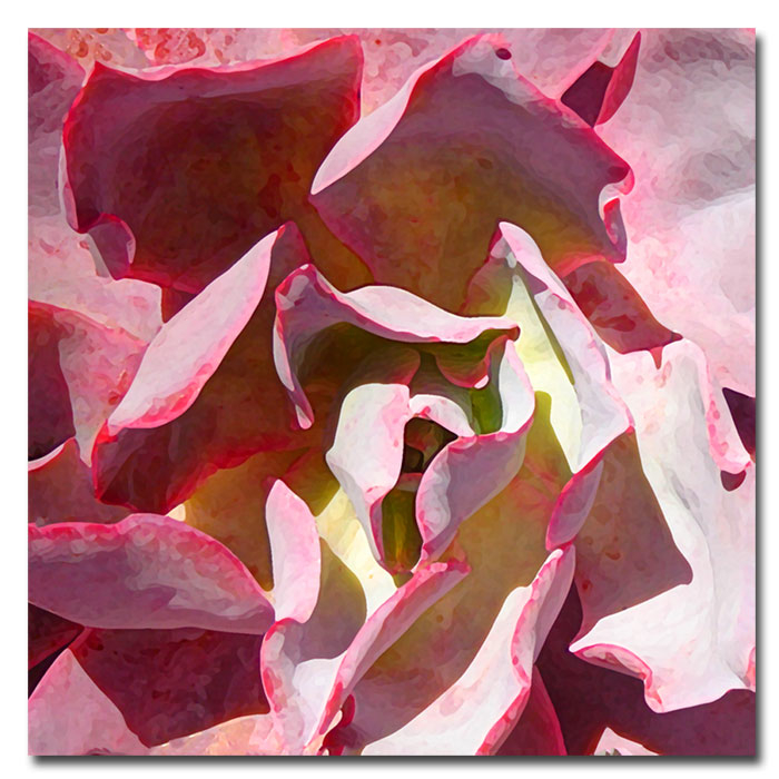 Amy Vangsgard 'Succulent Square II' Huge Canvas Art 35 X 35
