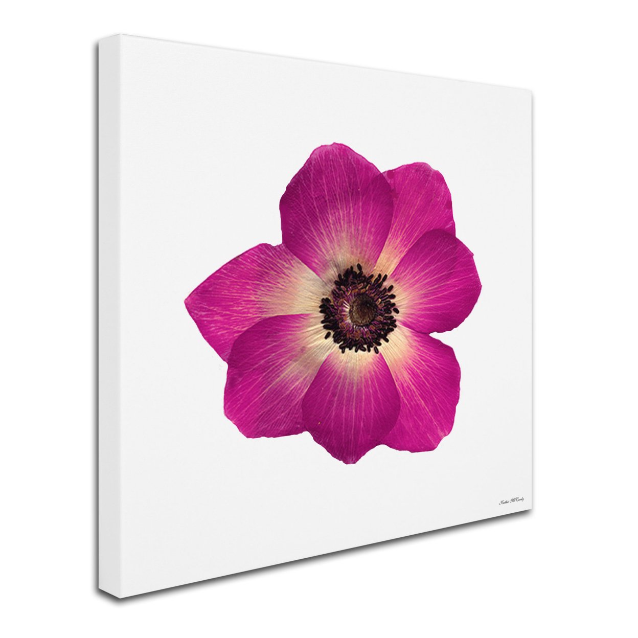 Kathie McCurdy 'Hot Pink Flower' Huge Canvas Art 35 X 35