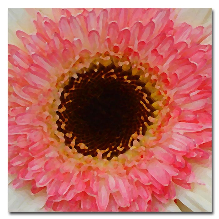 Amy Vangsgard 'Pink And Brown Gerber Center' Huge Canvas Art 35 X 35