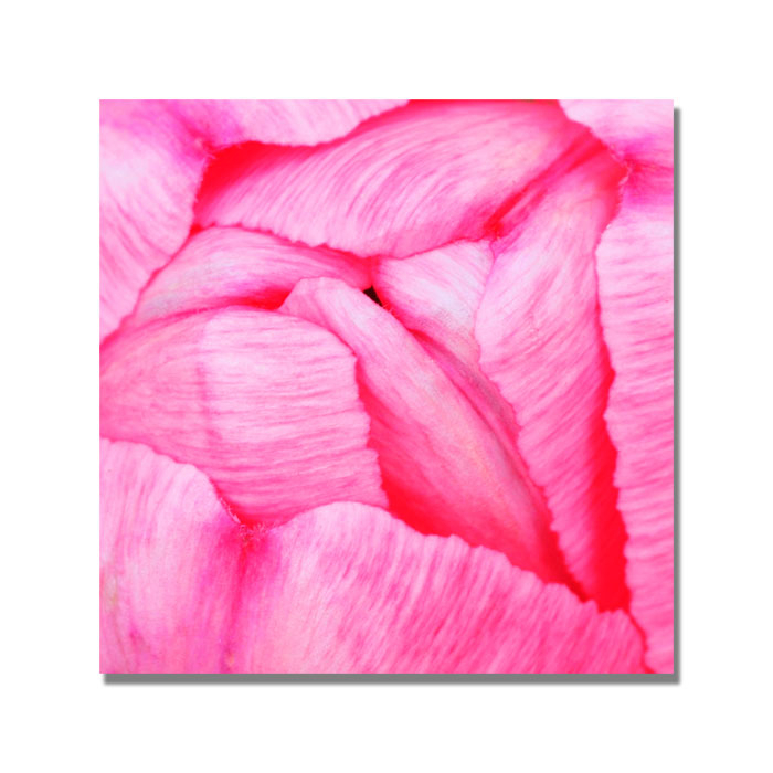 Kurt Shaffer 'Pink Tulip Abstract' Huge Canvas Art 35 X 35