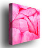 Kurt Shaffer 'Pink Tulip Abstract' Huge Canvas Art 35 X 35