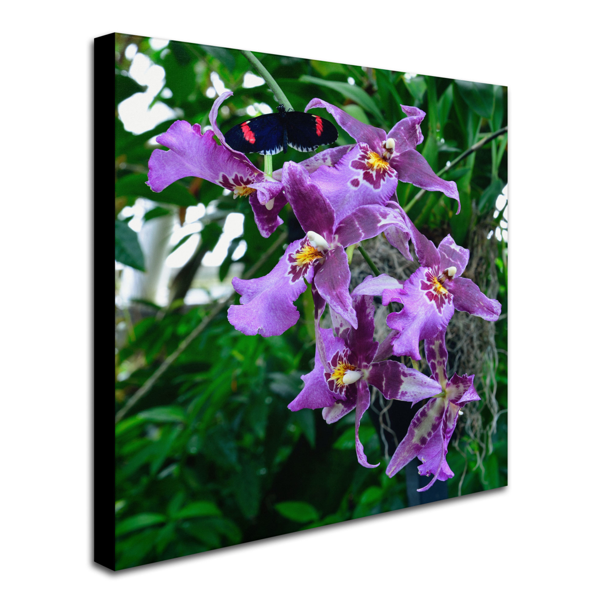 Kurt Shaffer 'Postman Butterfly On Orchid' Huge Canvas Art 35 X 35
