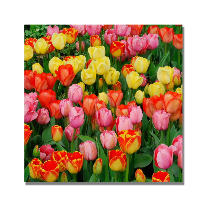 Kurt Shaffer 'Living Bouquet Of Tulips' Huge Canvas Art 35 X 35