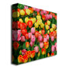 Kurt Shaffer 'Living Bouquet Of Tulips' Huge Canvas Art 35 X 35