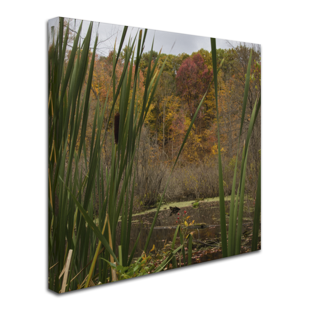 Kurt Shaffer 'Autumn Marsh' Huge Canvas Art 35 X 35
